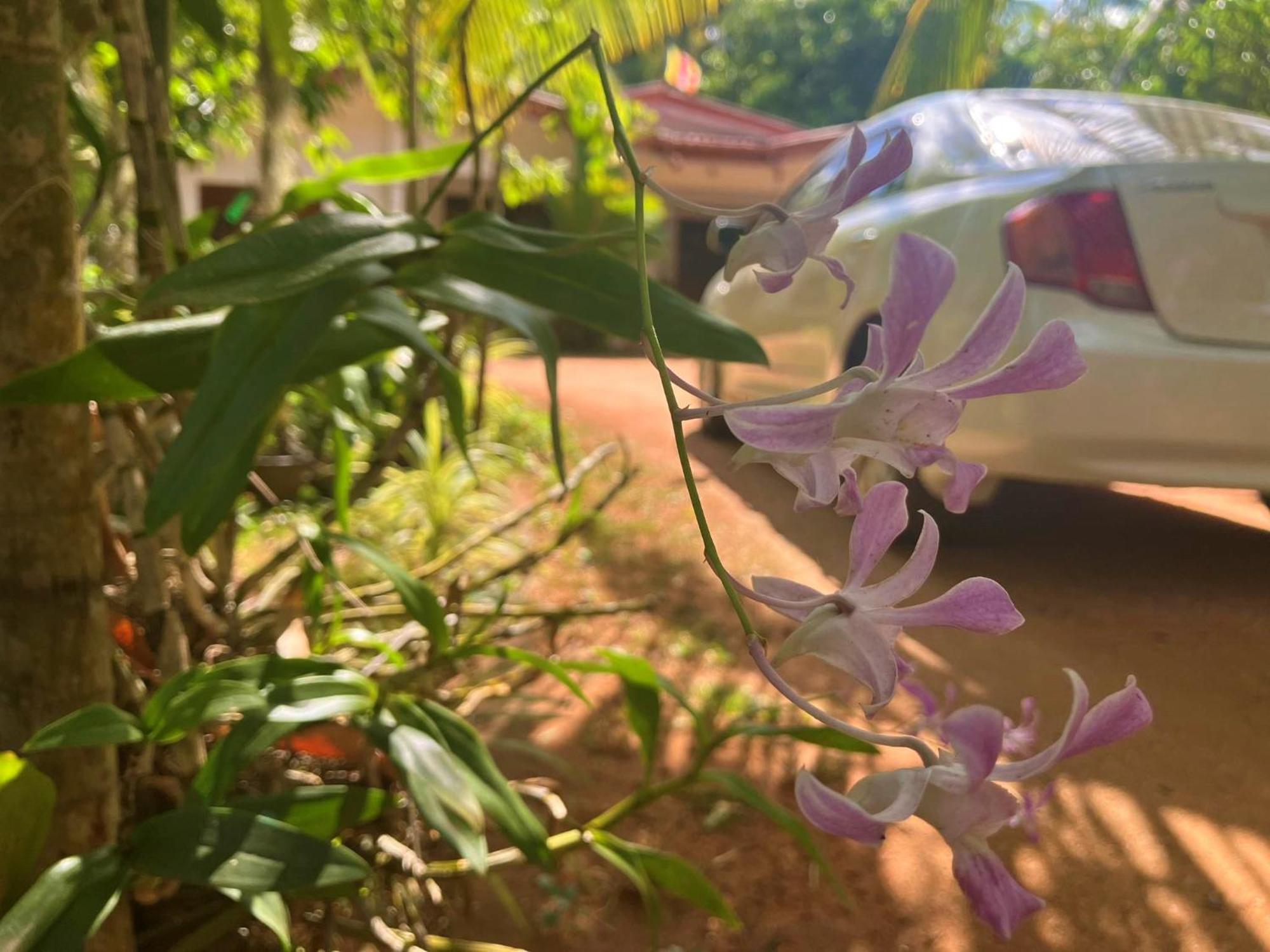 Grand Refuge Holiday Rooms Anuradhapura Ngoại thất bức ảnh